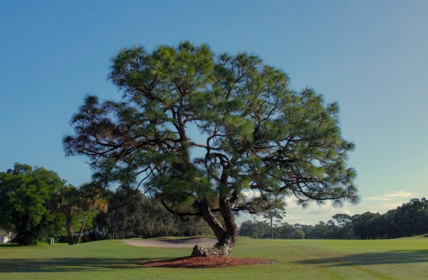 Bent Pine Golf Club